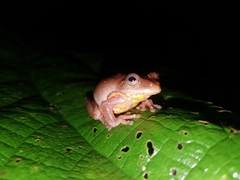 Dendropsophus columbianus