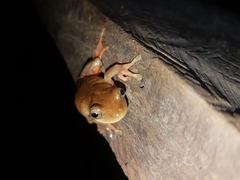 Dendropsophus columbianus