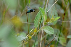 Thalestria spinosa