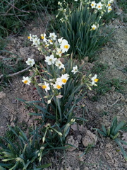 Narcissus tazetta tazetta