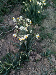 Narcissus tazetta tazetta