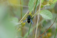 Thalestria spinosa