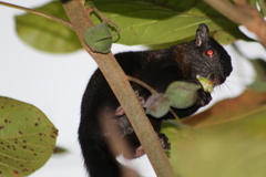 Sciurus aureogaster