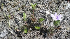 Ruellia caroliniensis heteromorpha