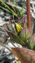Ruellia caroliniensis heteromorpha
