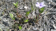 Ruellia caroliniensis heteromorpha