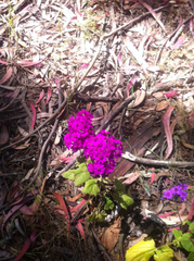 Pericallis × hybrida