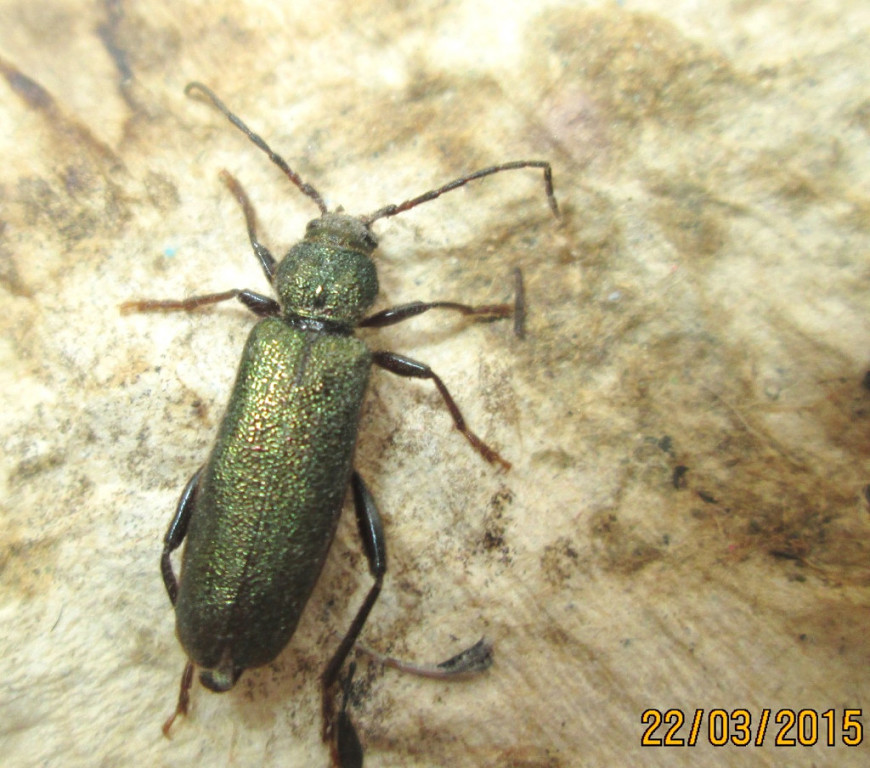 Callidium chlorizans