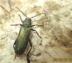 Callidium chlorizans