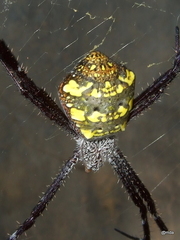 Argiope modesta