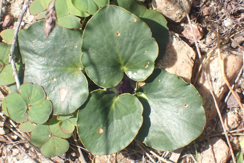 Image of Pelargonium asarifolium by (c) Nicola van Berkel, some rights reserved (CC BY-SA)