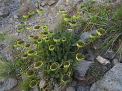 Pozoa