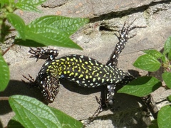 Podarcis muralis nigriventris