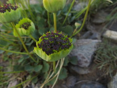 Pozoa