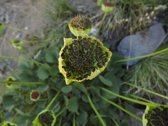 Pozoa