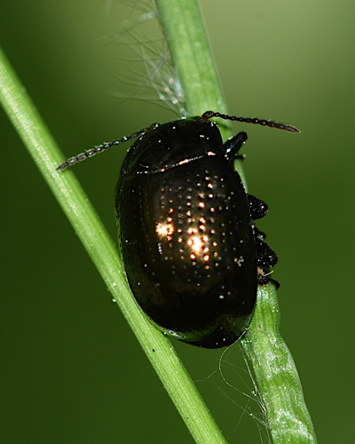 cow parsley leaf beetle, photo 5 of 7