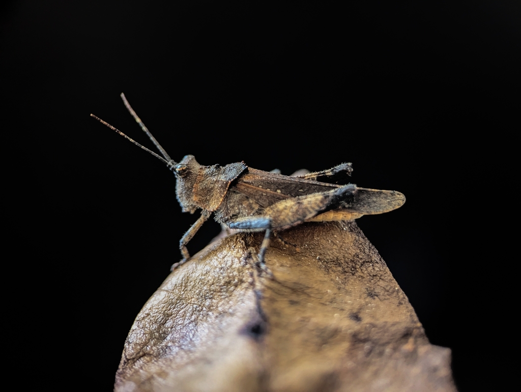 Descampsacris serrulata