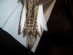 Sturnella magna lilianae