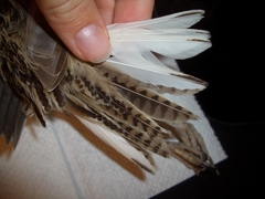 Sturnella magna lilianae