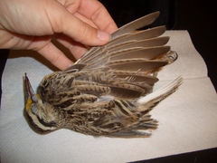 Sturnella magna lilianae