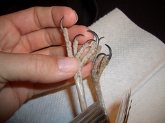 Sturnella magna lilianae