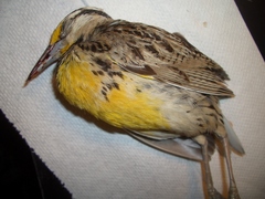 Sturnella magna lilianae