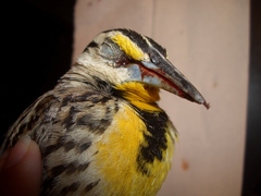 Sturnella magna lilianae