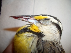 Sturnella magna lilianae