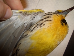 Sturnella magna lilianae