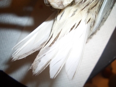 Sturnella magna lilianae