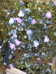Utricularia uliginosa