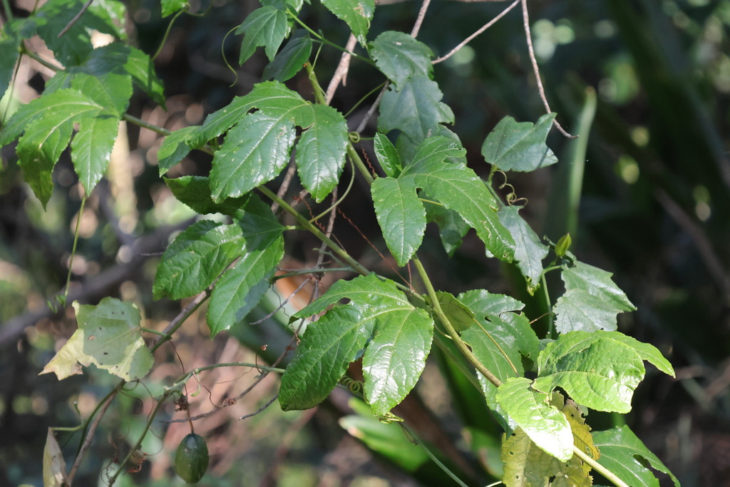 common passionfruit from Binna Burra QLD 4211, Australia on September ...