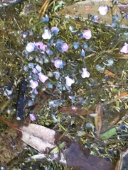 Utricularia uliginosa