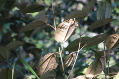 Miconia argentea