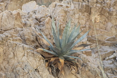 Agave turneri