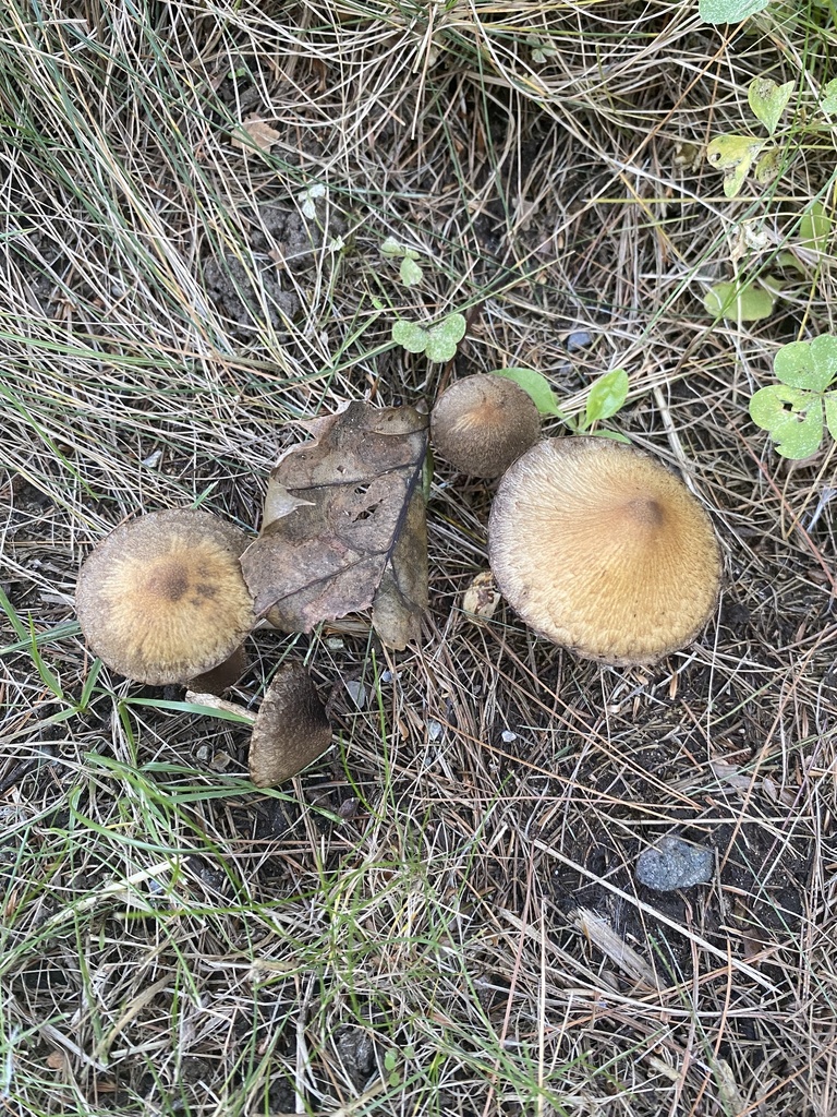 Lacrymaria in October 2023 by doughejn · iNaturalist