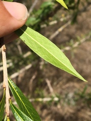 Crescentia linearifolia