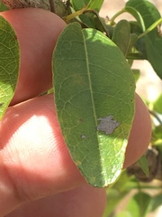 Crescentia linearifolia