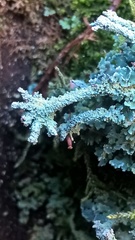 Cladonia polydactyla