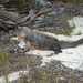 Bahamas Rock Iguana - Photo (c) Kyle Jones, some rights reserved (CC BY-NC), uploaded by Kyle Jones