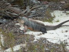 Bahamas Rock Iguana - Photo (c) Kyle Jones, some rights reserved (CC BY-NC), uploaded by Kyle Jones