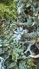 Cladonia polydactyla