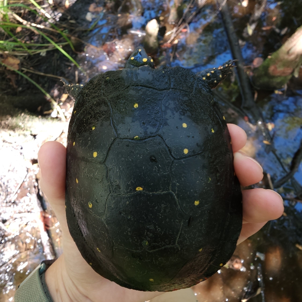 Spotted Turtle in October 2023 by Parker · iNaturalist