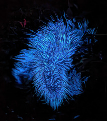 Quiller