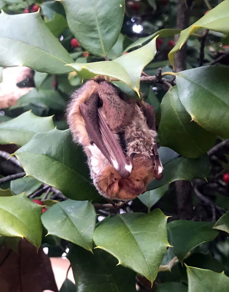 Eastern Red Bat (Fauna of Severson Dells) · iNaturalist