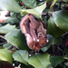 Eastern Red Bat - Photo (c) Green-Wood, some rights reserved (CC BY-NC), uploaded by Green-Wood