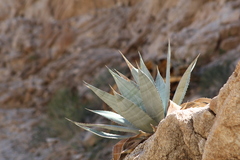 Agave turneri