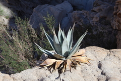 Agave turneri