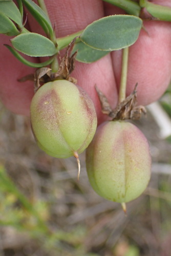 Image of Roepera flexuosa by (c) Nicola van Berkel, some rights reserved (CC BY-SA)