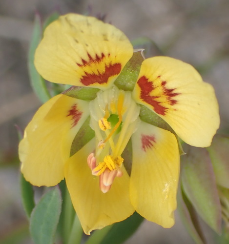 Image of Roepera flexuosa by (c) Nicola van Berkel, some rights reserved (CC BY-SA)